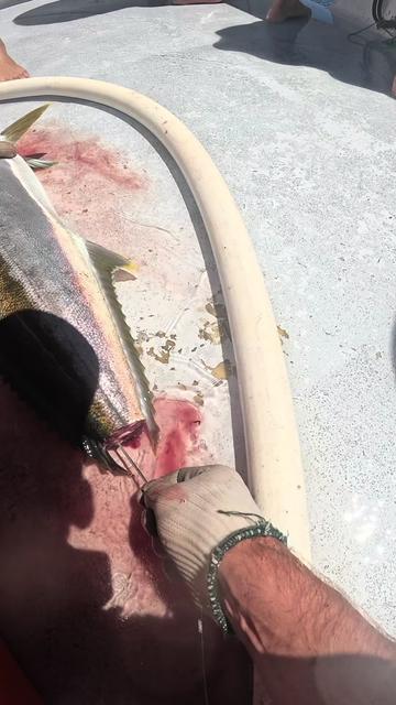 @henrygibbsfishingnz