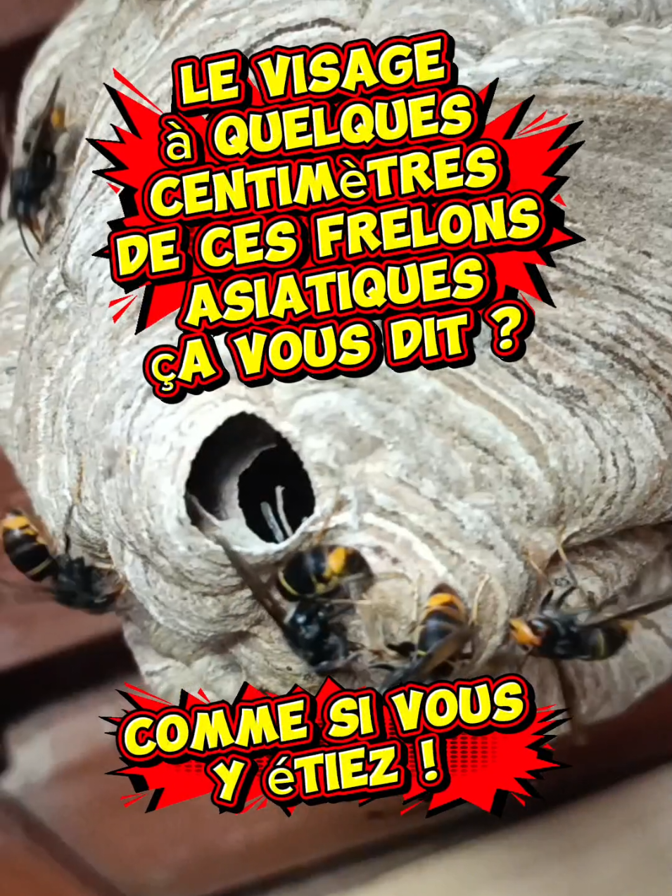 @Médoc Guêpes Frelons Services