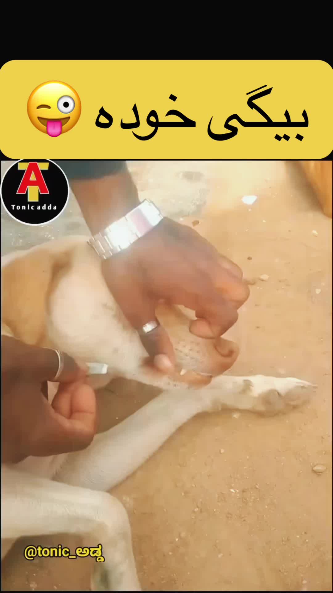 @Afghan TikTok افغان تیکتاک🇦🇫