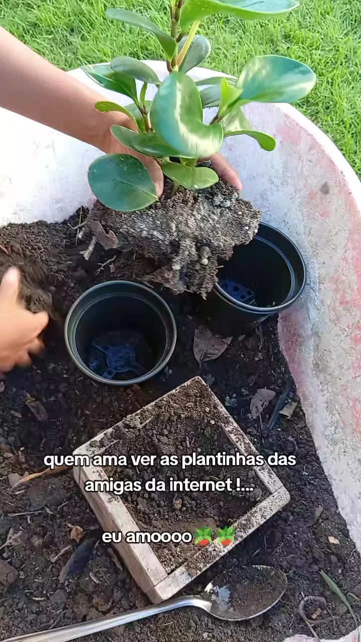 @jardim da neya🪴🌵