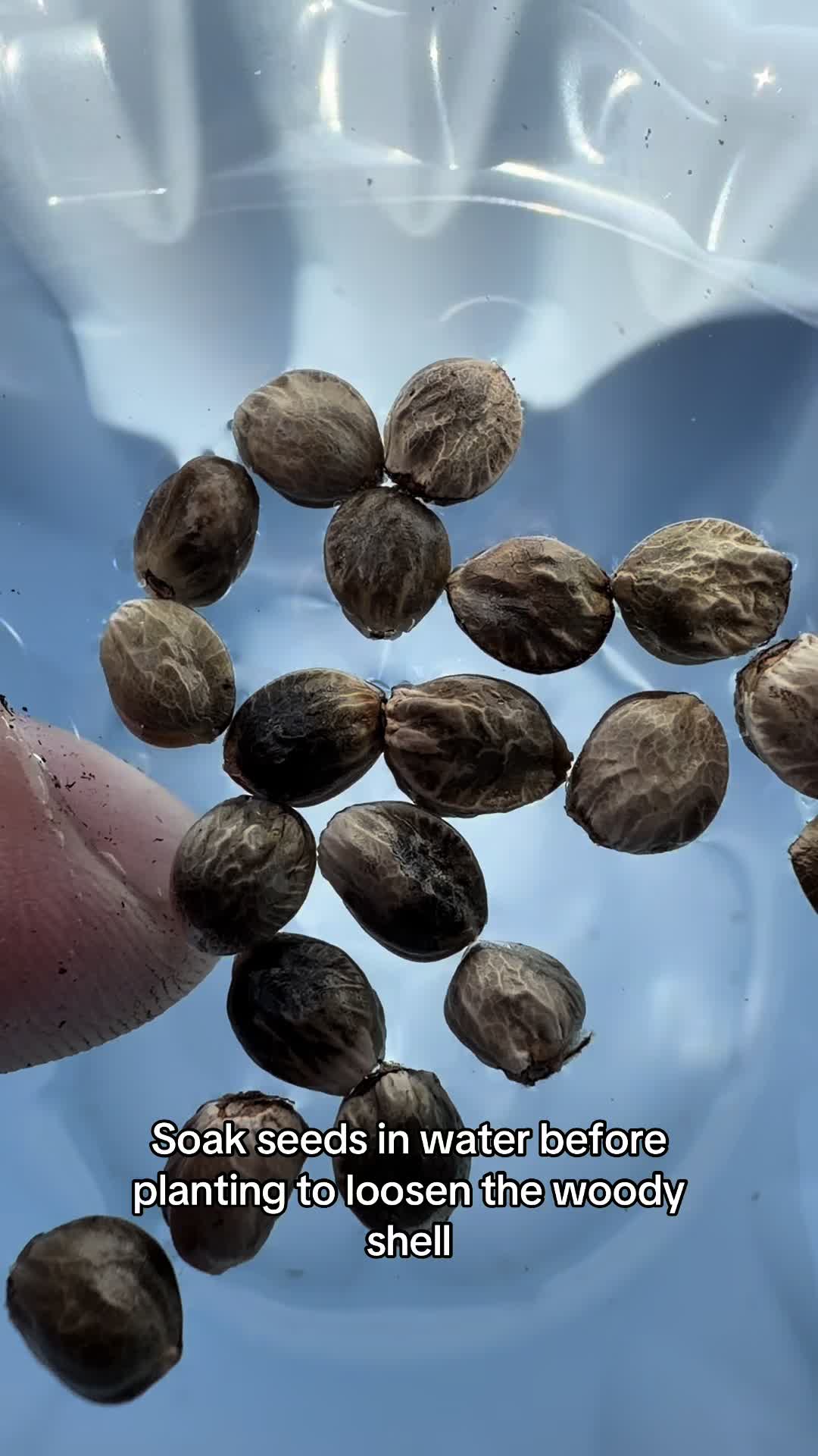 @SEEDTIVA