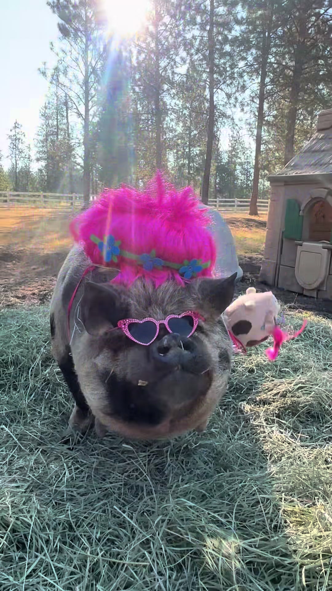 @thewinstonthepig