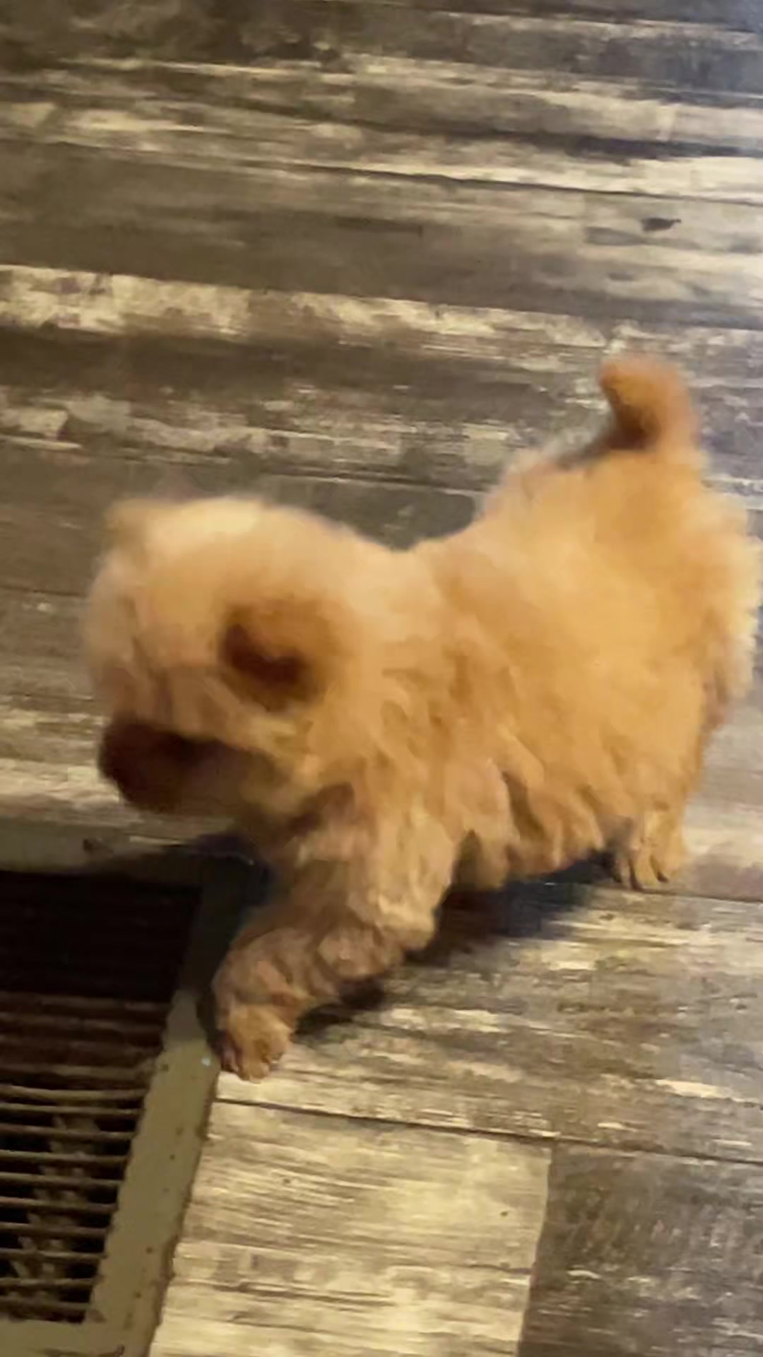 @𝘒𝘰𝘵𝘰𝘩𝘢˖
