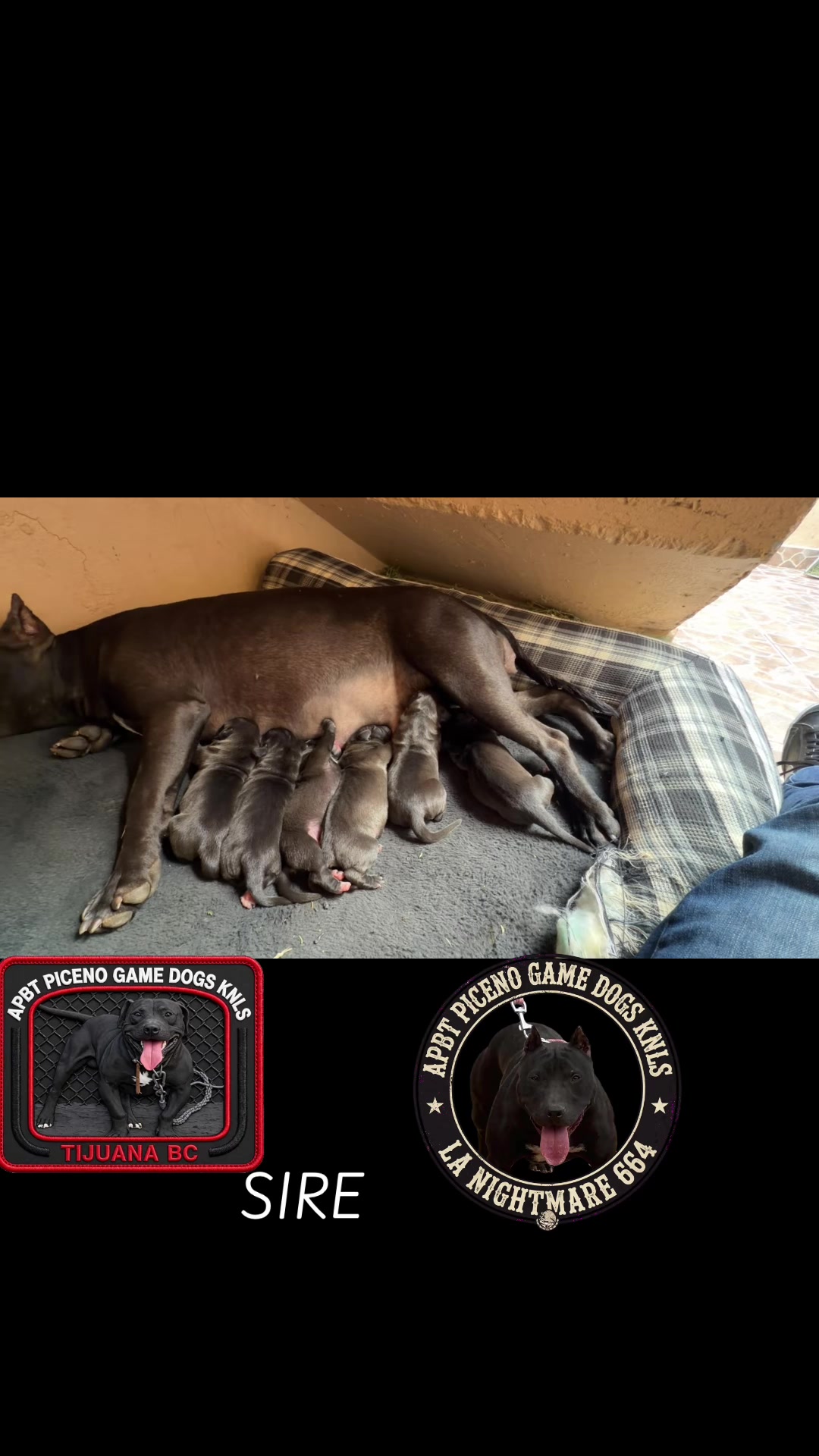 @APBT PICENO TIJUANA