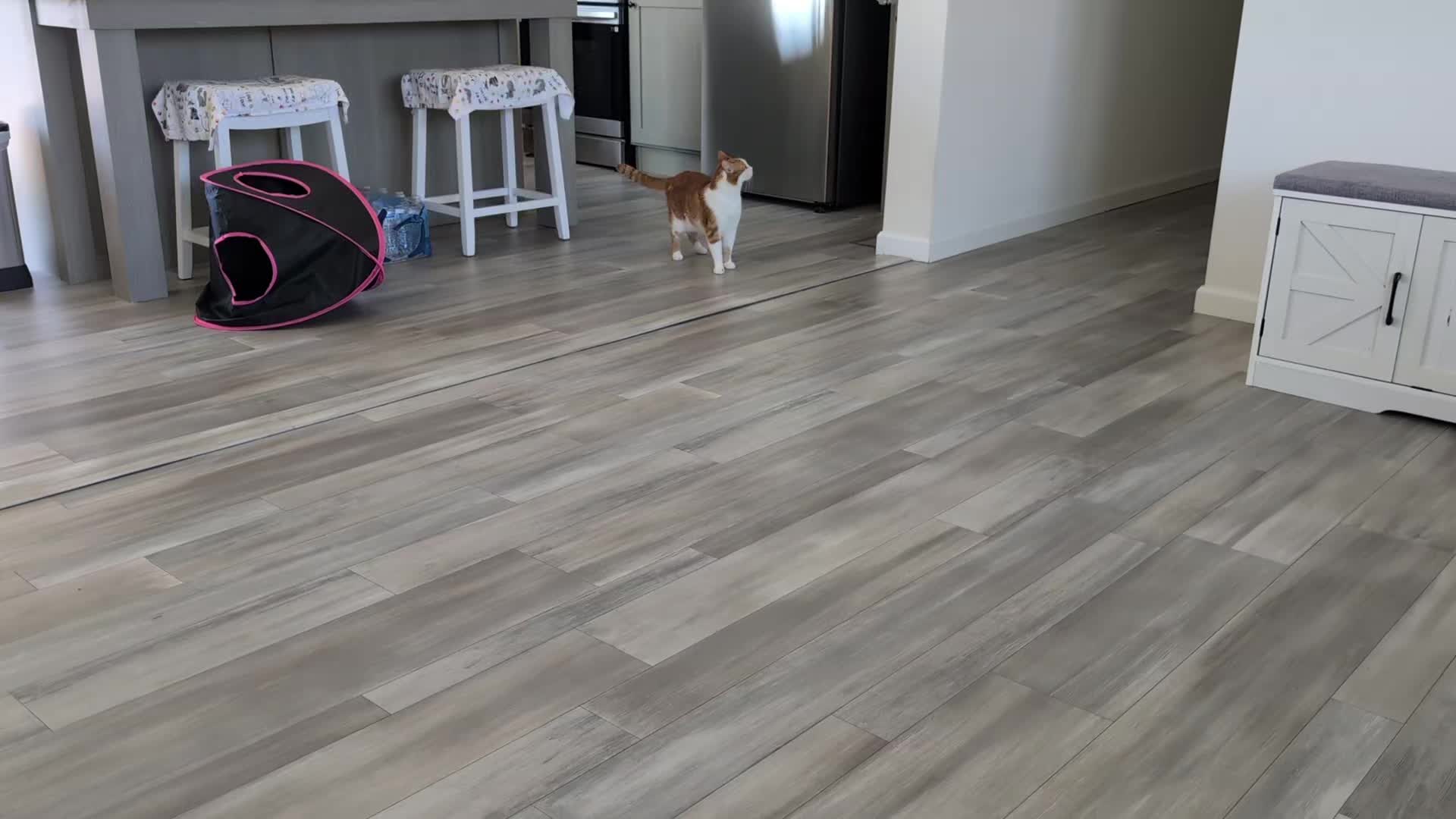 @The Ultimate Catio Life