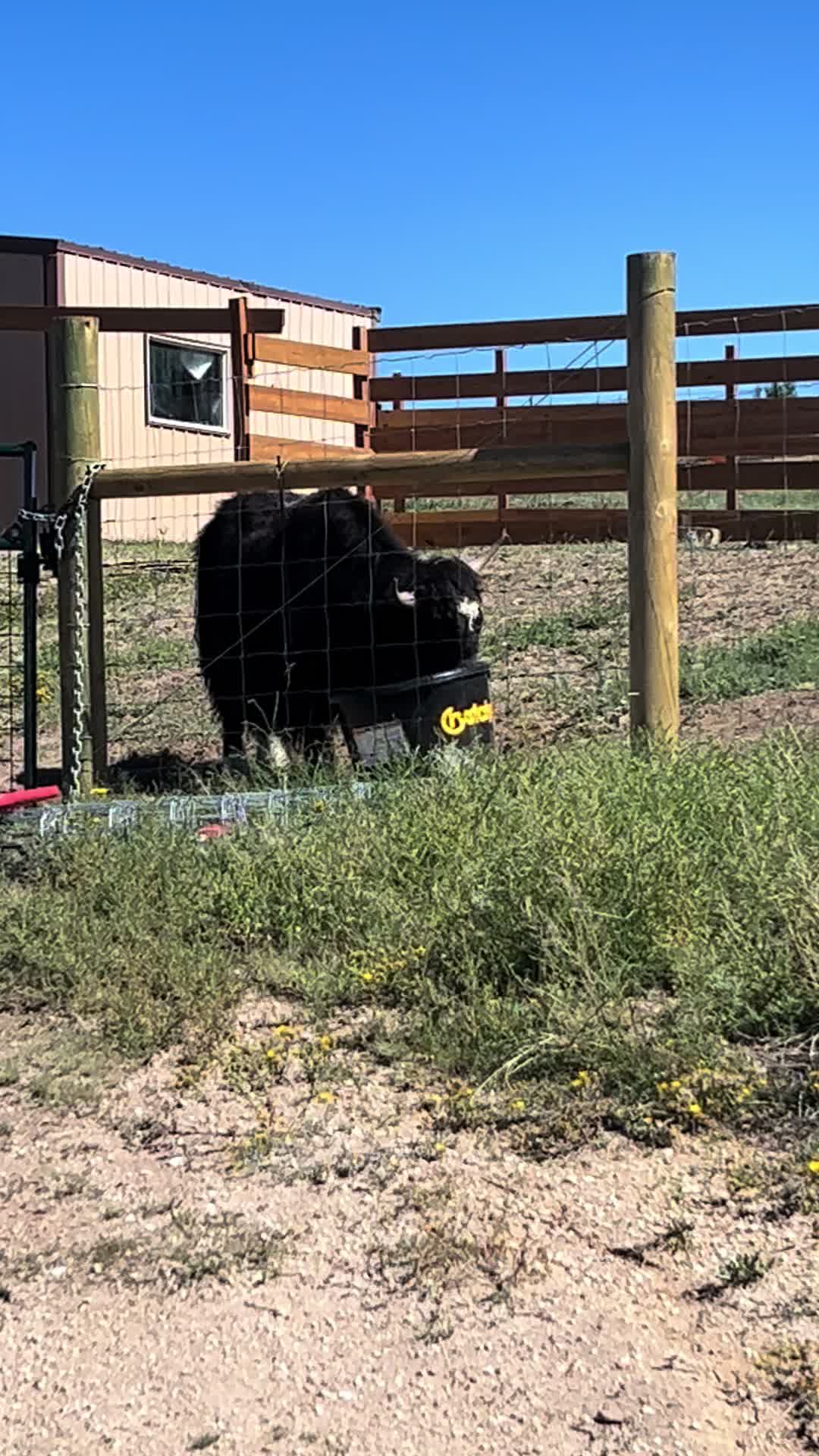 @Yakety Yak Ranch