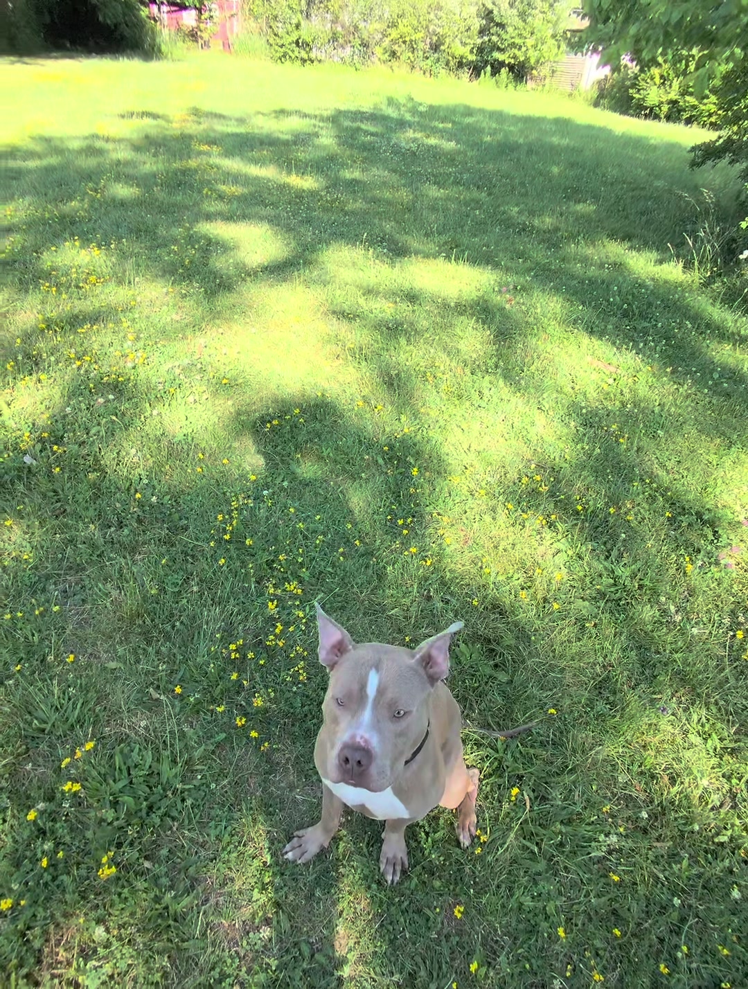 @Jay TheDog Trainer