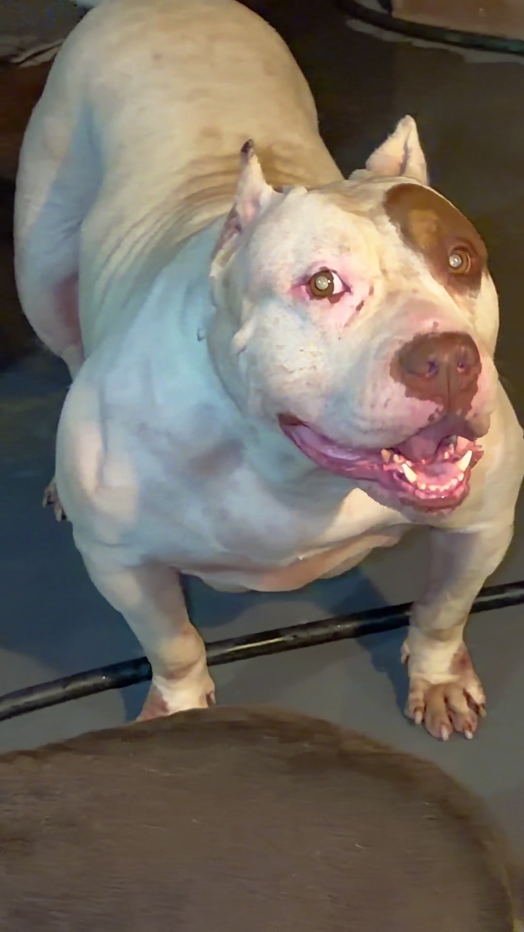 @@Dublinekennels