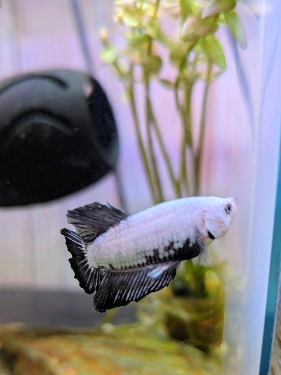 @B&M Aquatics