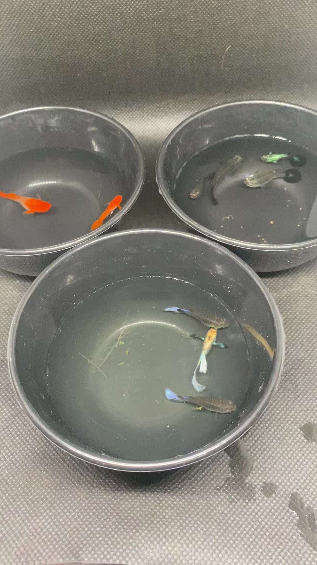 @RULL GUPPY??