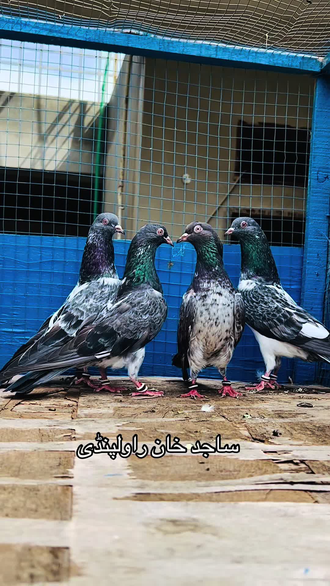 @ساجد خان راولپنڈی 7.13