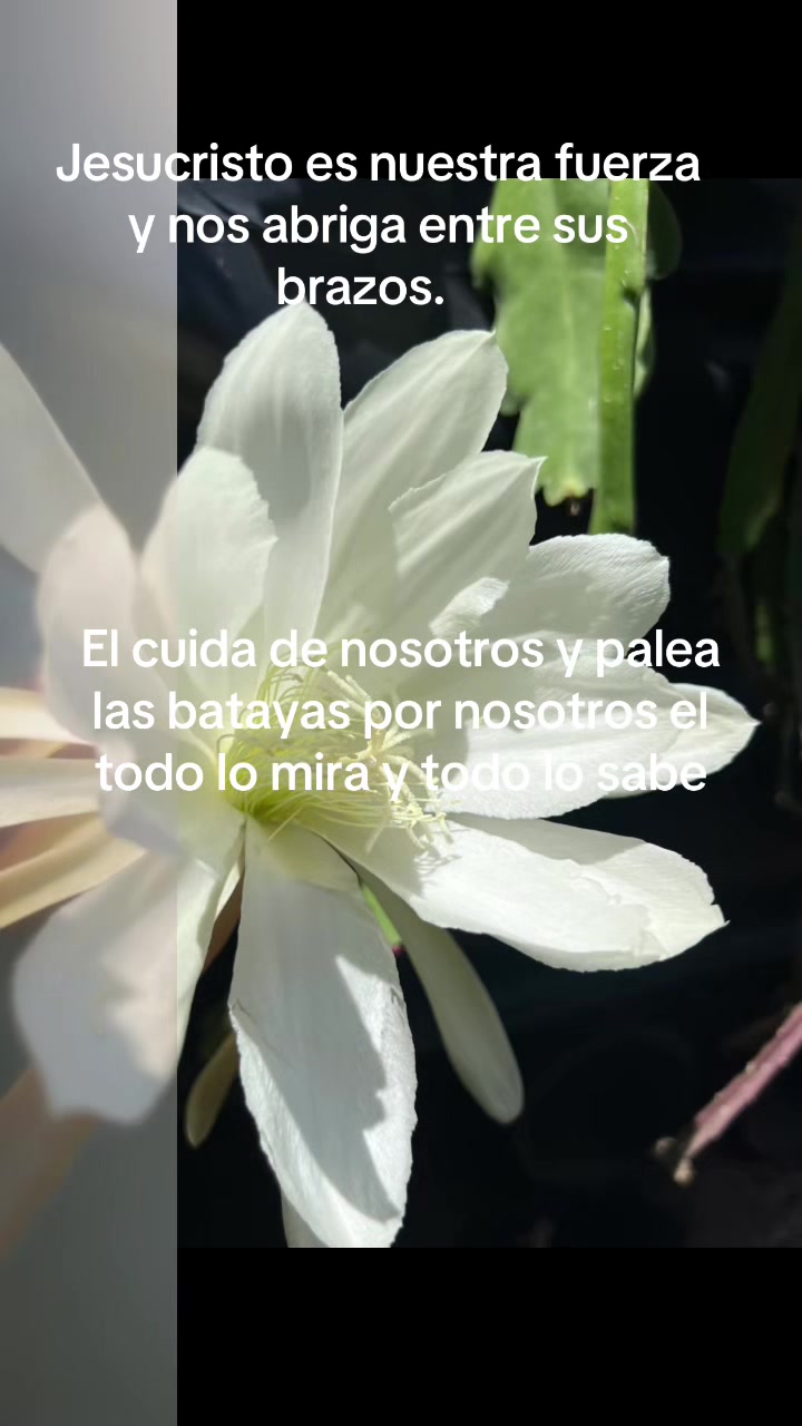 @Maria succulents 🕊️🐚