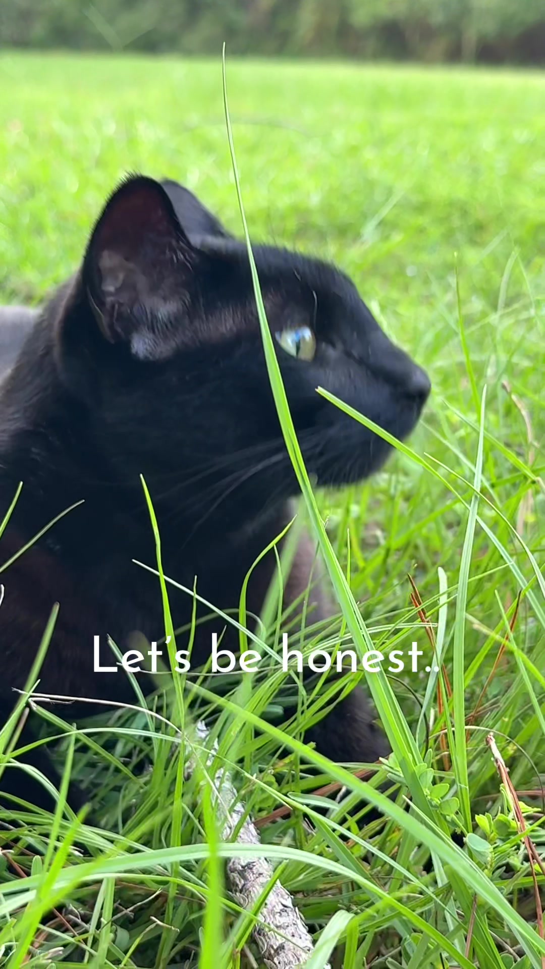 @Shiva The Forest Cat