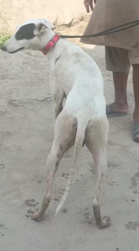 @Peshwar Dogs Center
