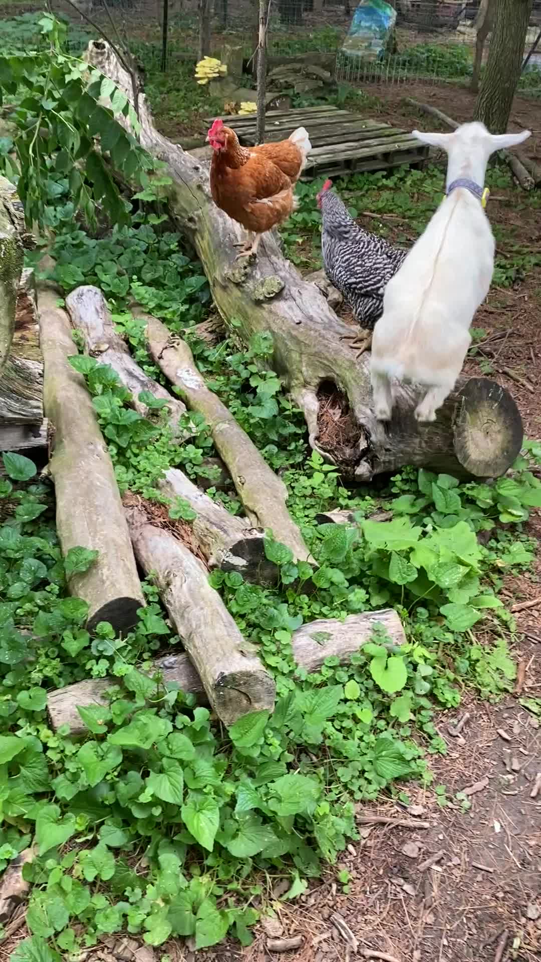 @G.O.A.T.Goats (Meara)