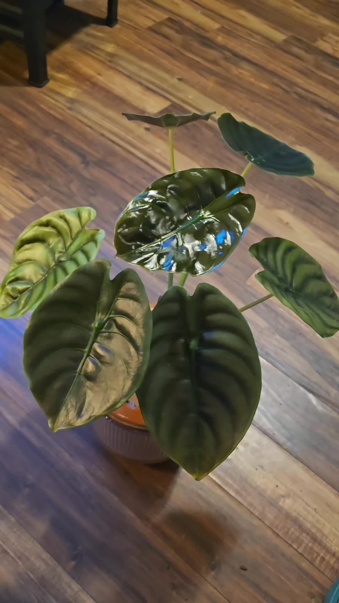 @JT - BigEGOPlants