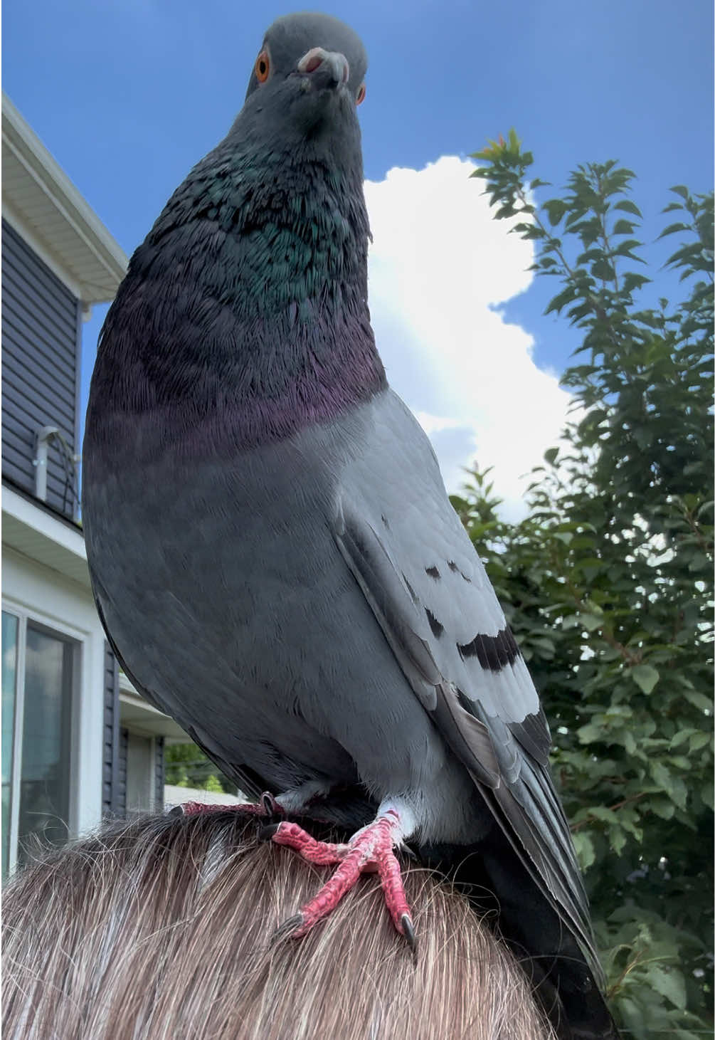 @Beebee The Pigeon