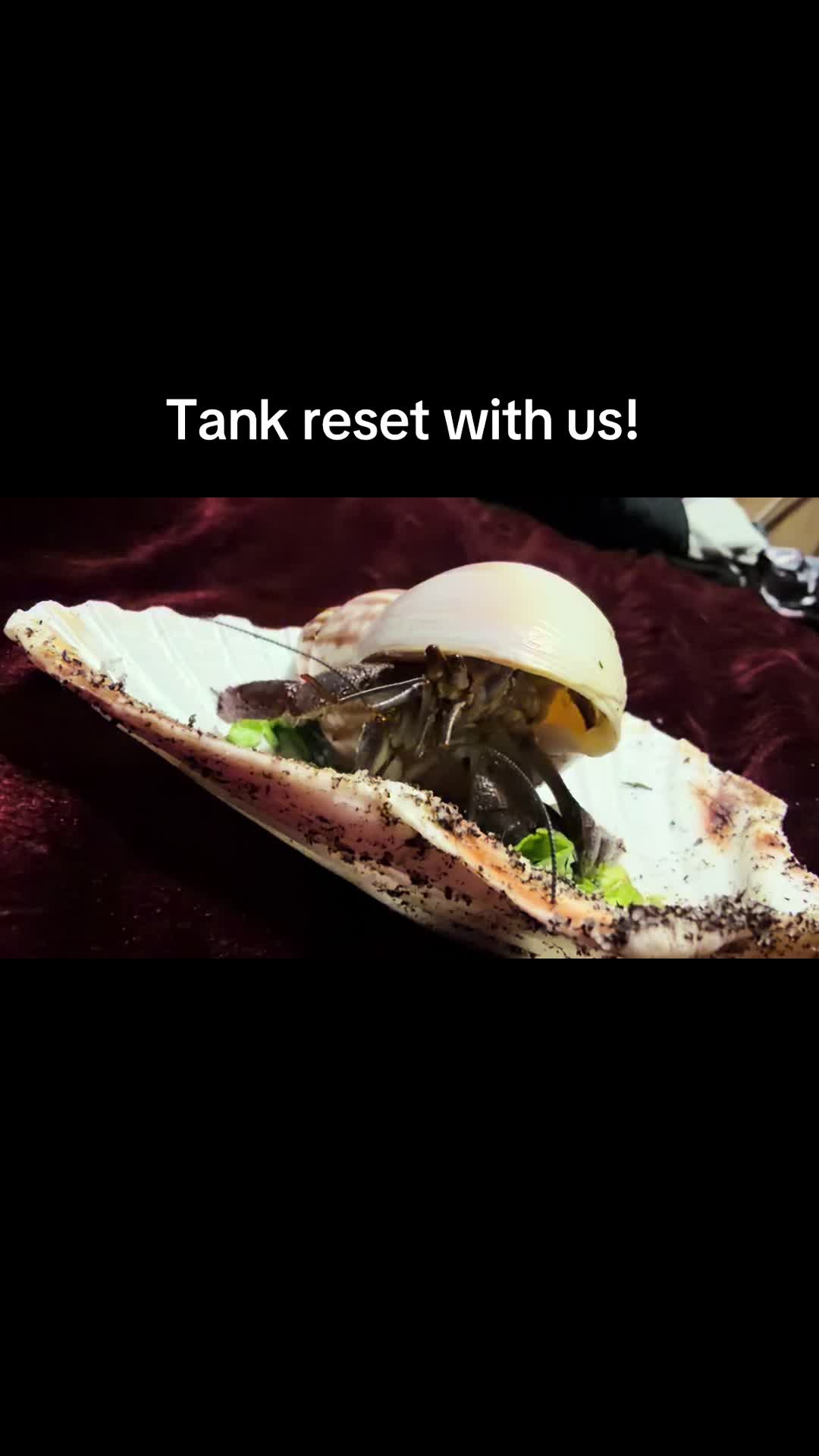 @hermie the hermit crab