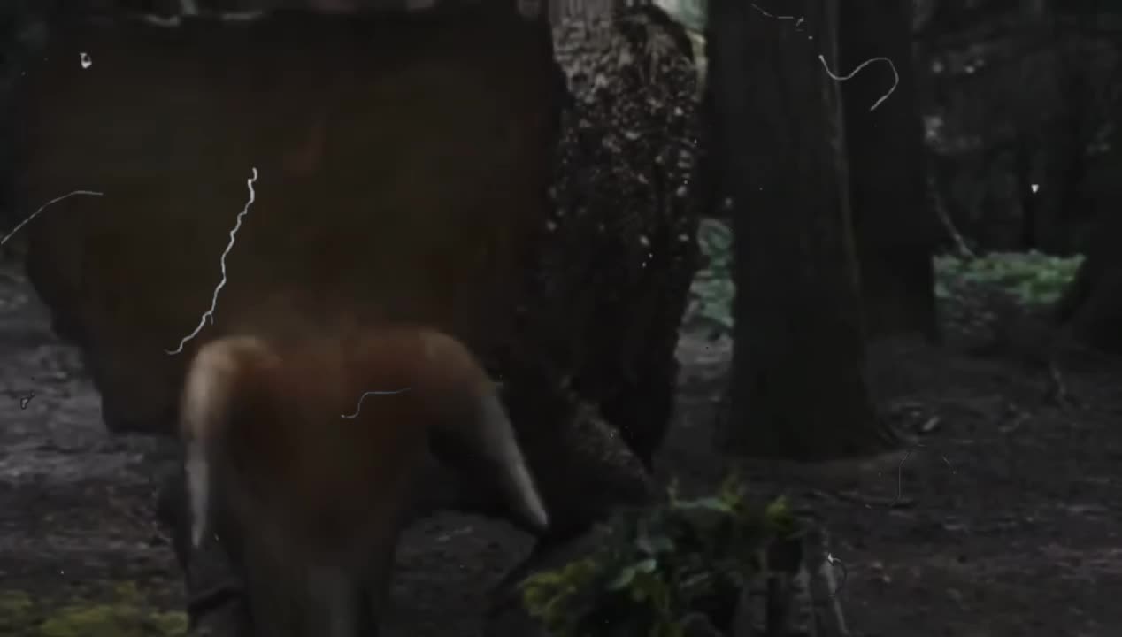 @Acrolog🦎🌱