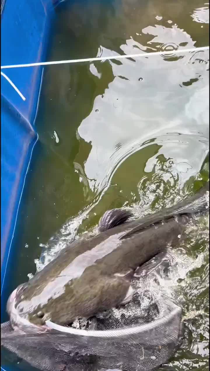 @Monsterfishkeeper
