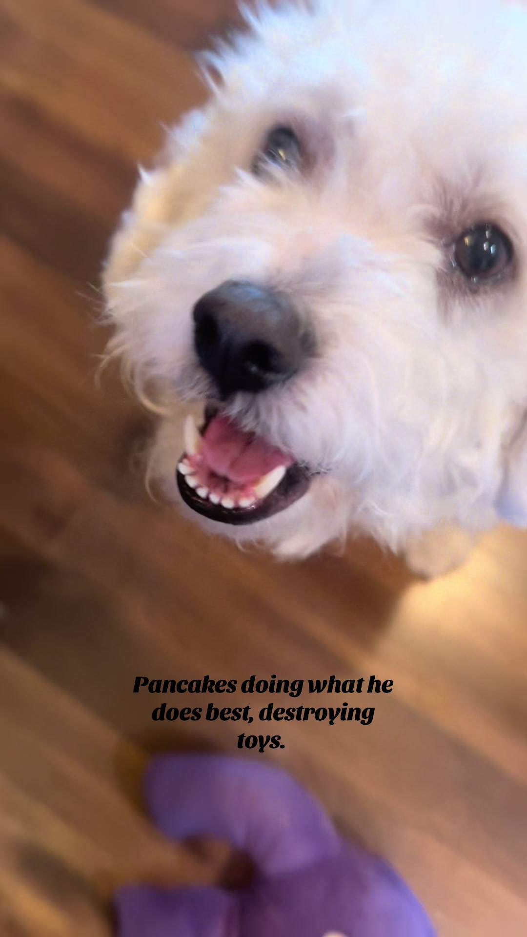 @Darlena and Pancakes