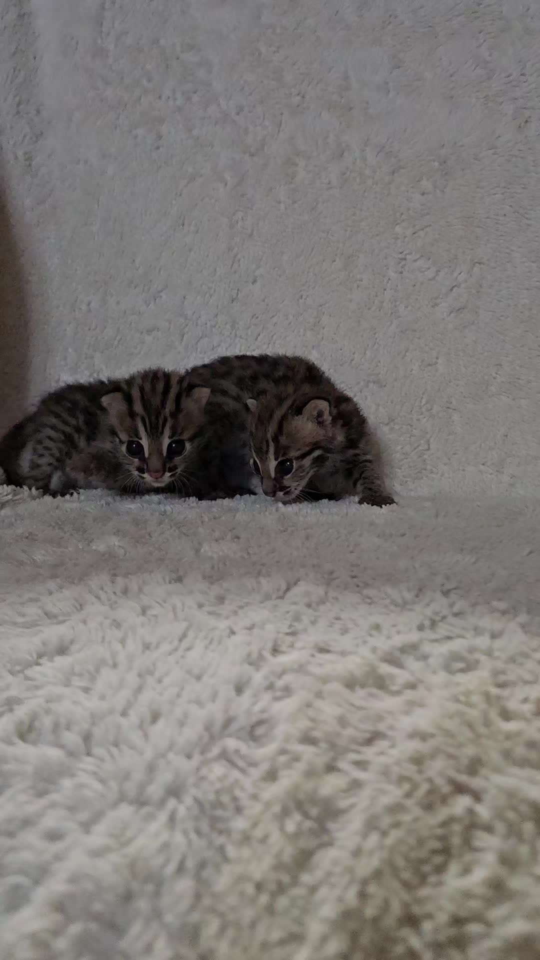 @uniqueprintsbengals