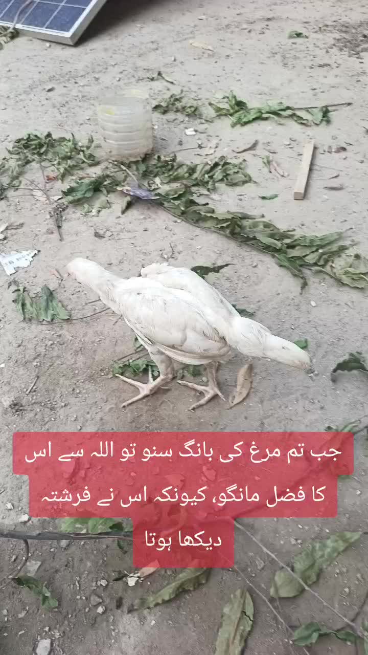 @RoadWisdom Guru Multan