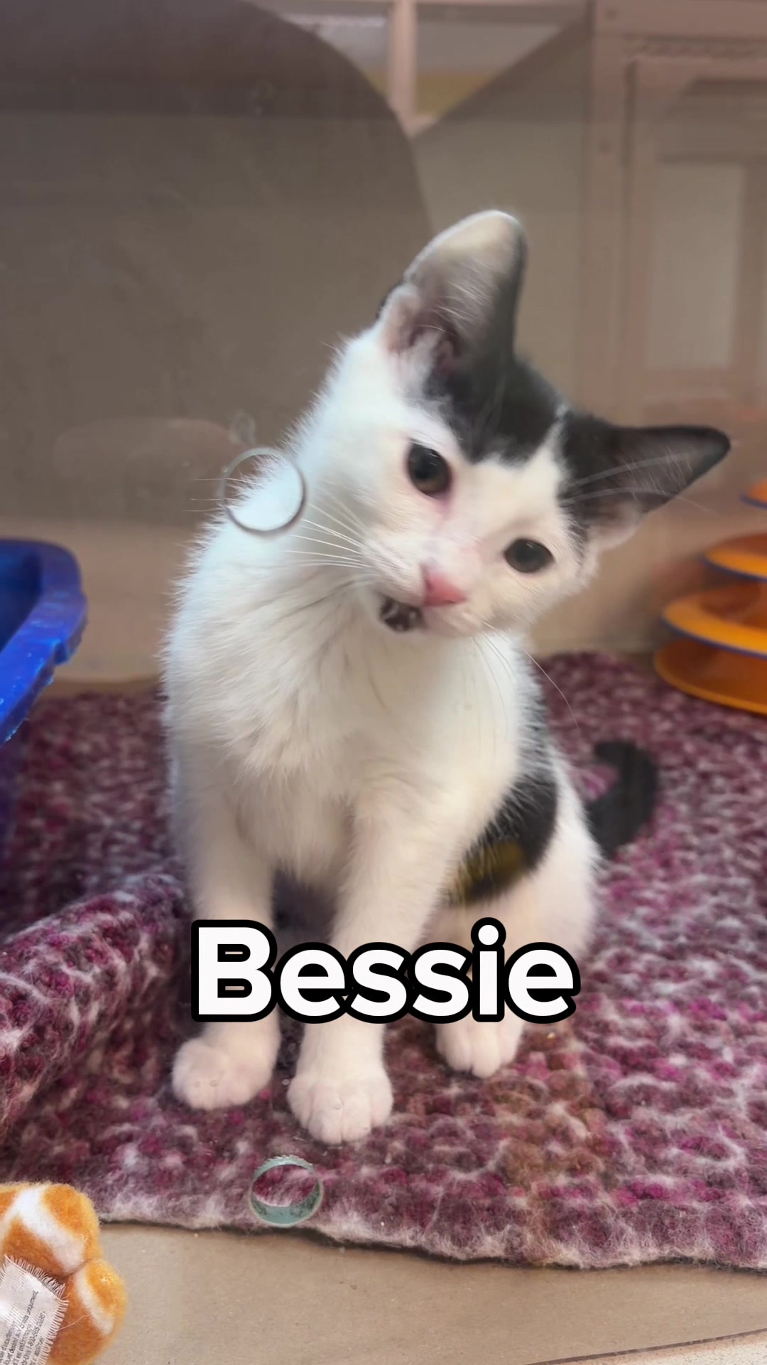@Seattle Humane