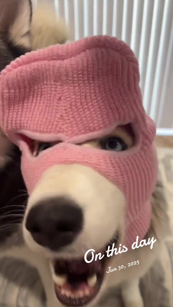 @lifewith2huskies