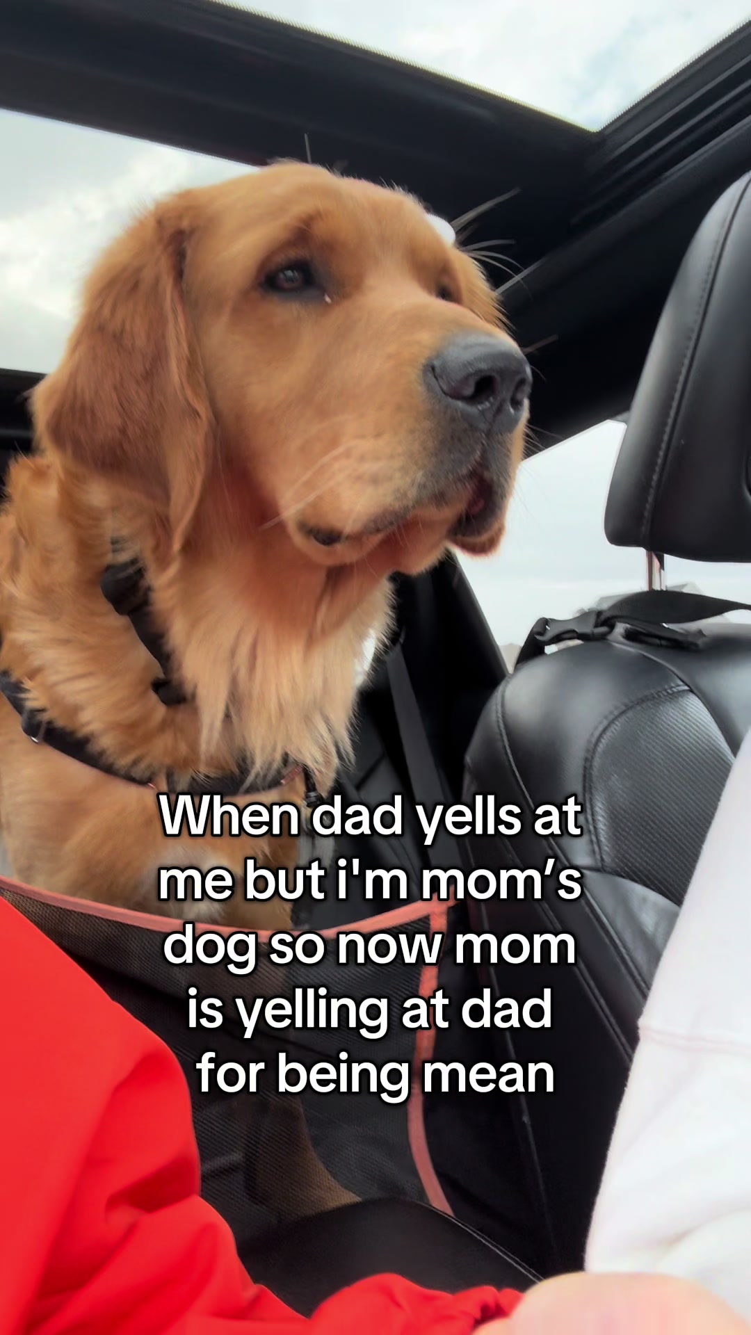 @Maverick McPaws