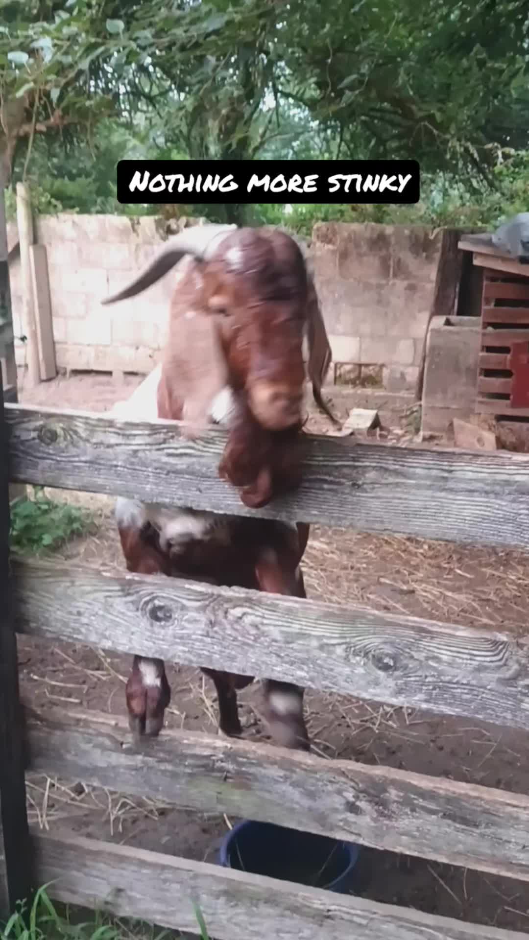 @Kinohi Poultry/ JCK Boer Goats