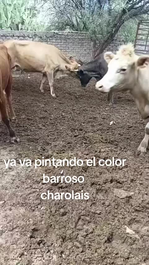 @Salbador orozko
