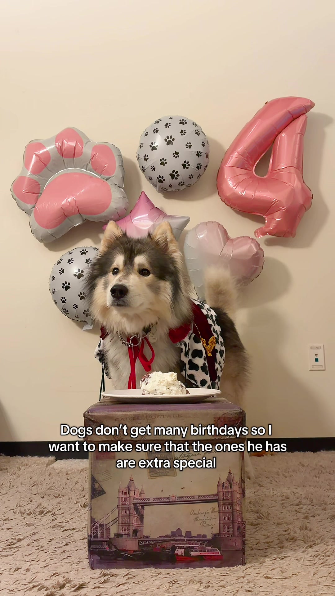 @Echo The Husky