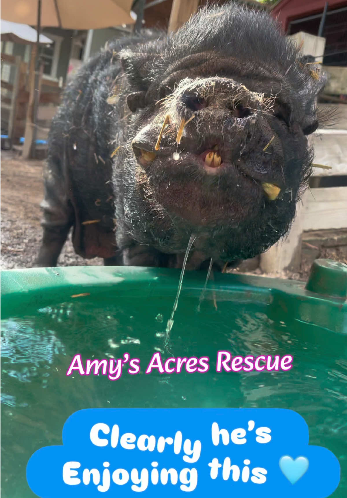 @Amy’s Acres Rescue/Sanctuary🐽