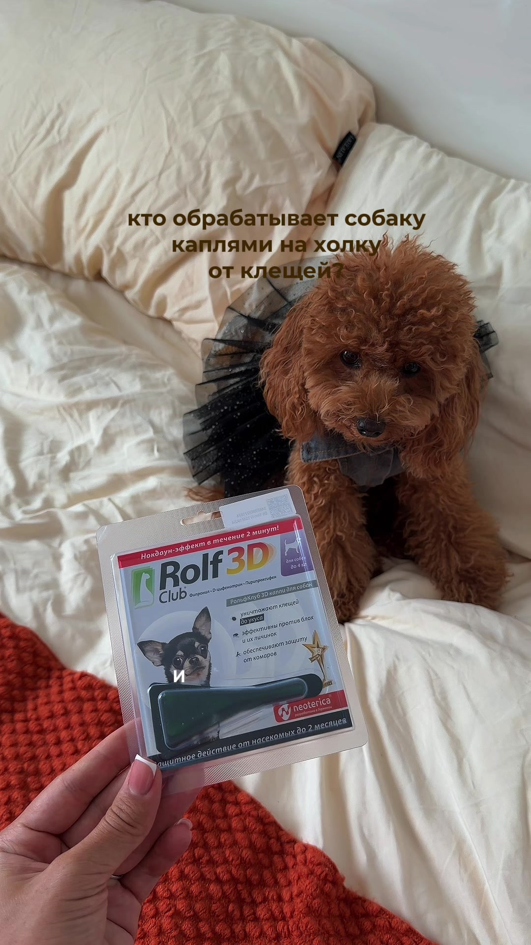 @beatrice_poodle