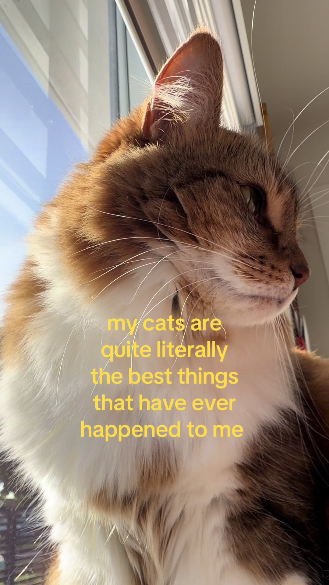 @feliz