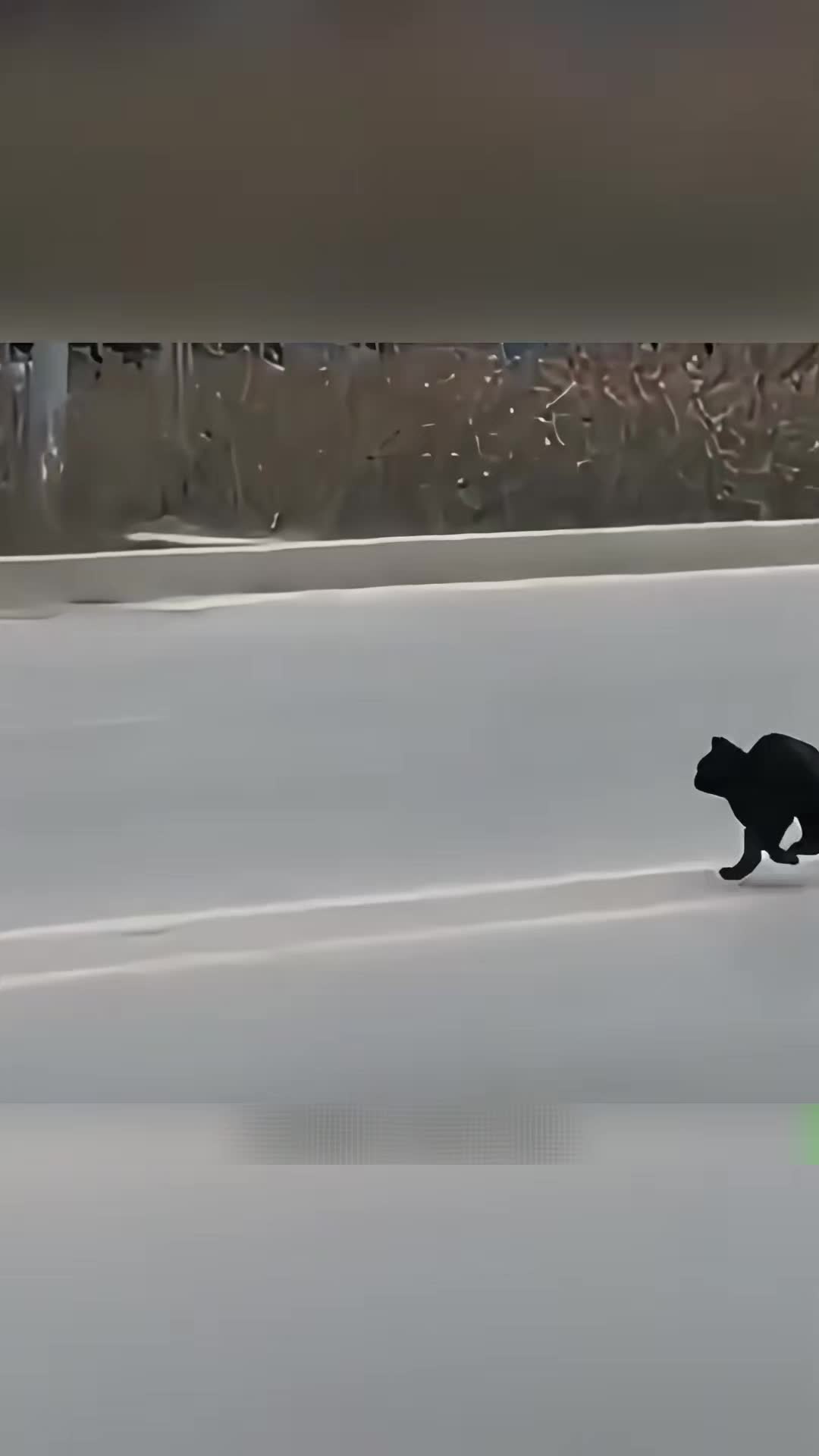 @Zatsugaku Animal