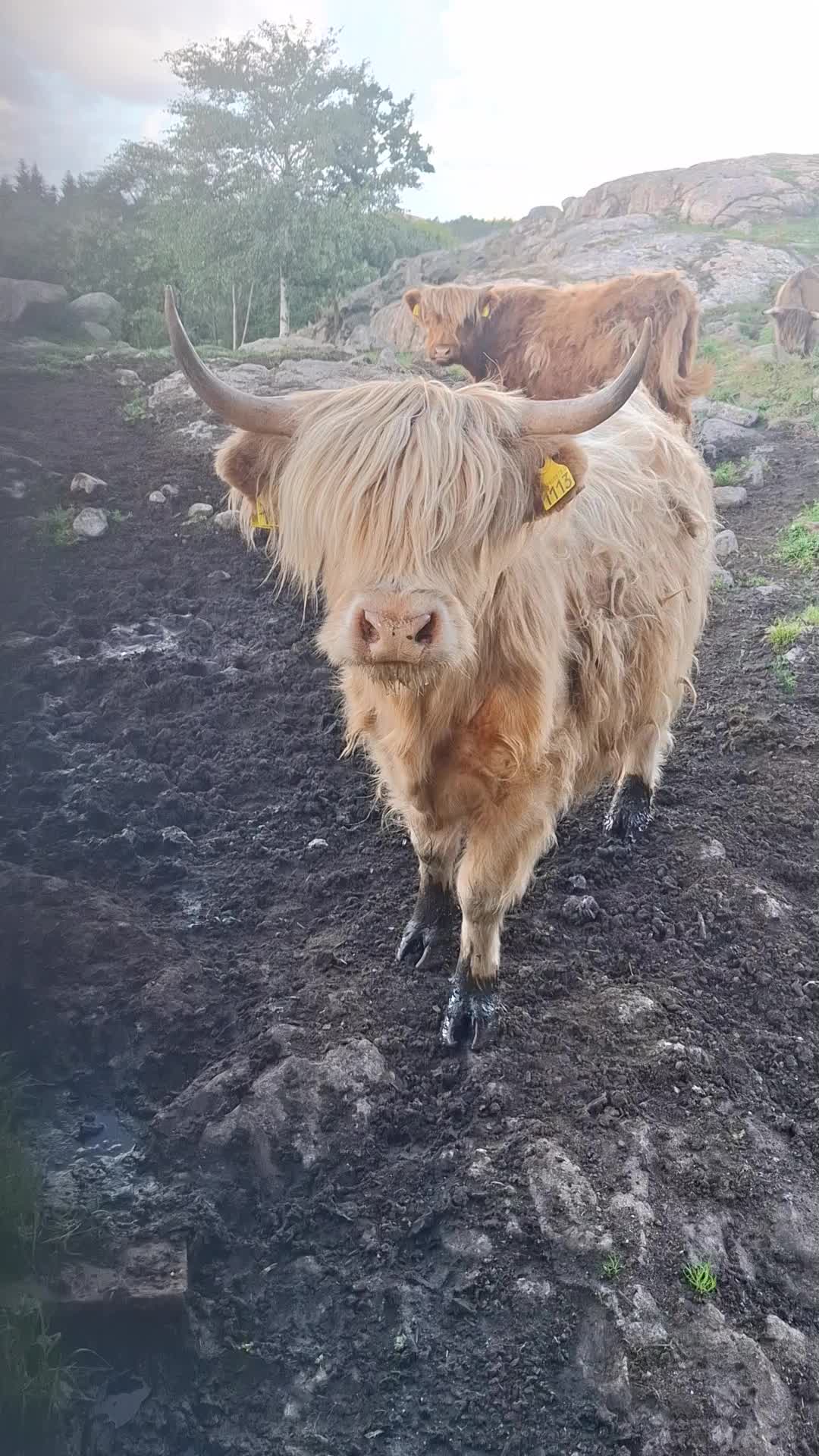 @Highland.Bull