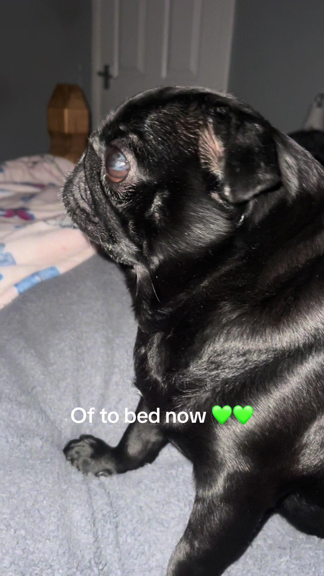 @lulutheboringpug