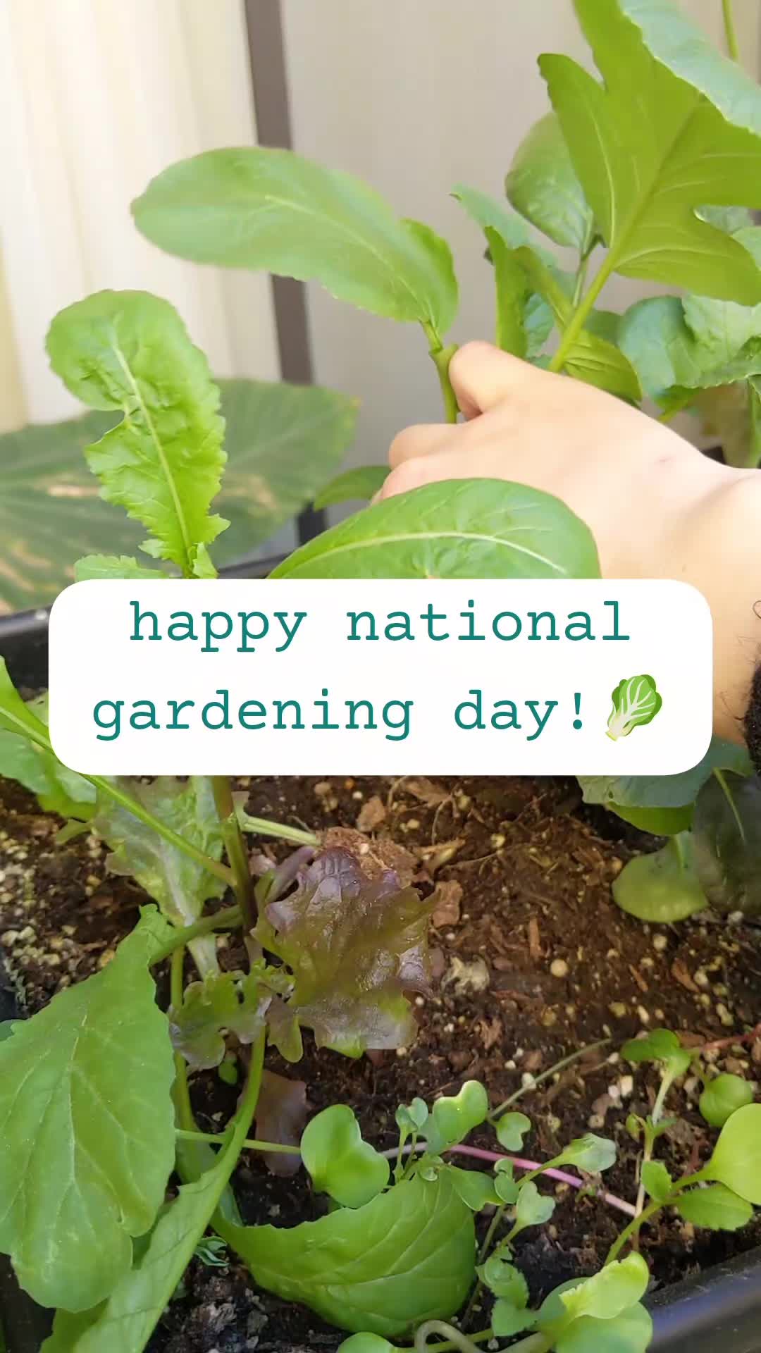 @Plantflix Seeds