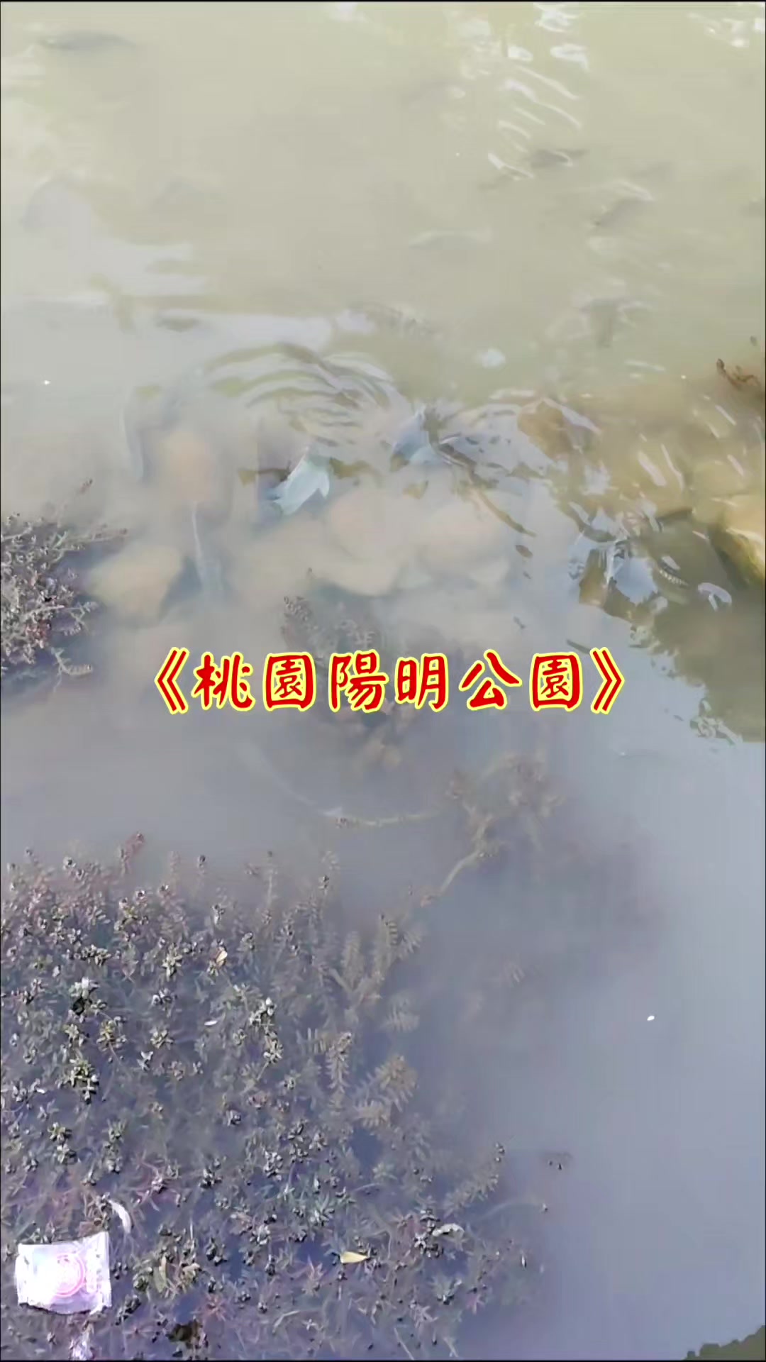 @雞不叫也天亮