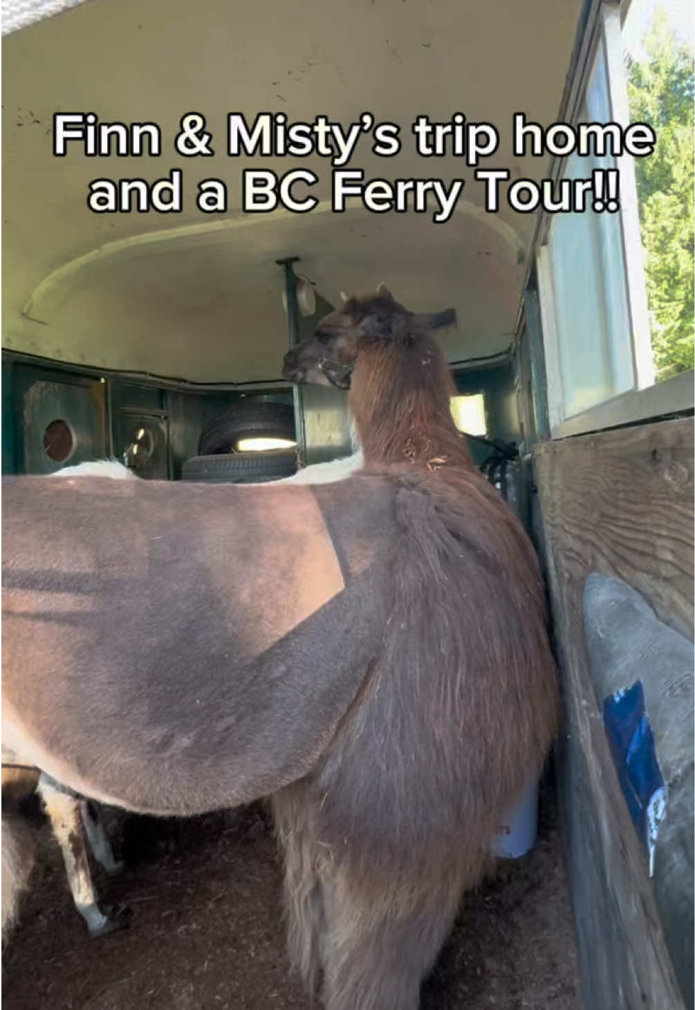 @The Llama Company