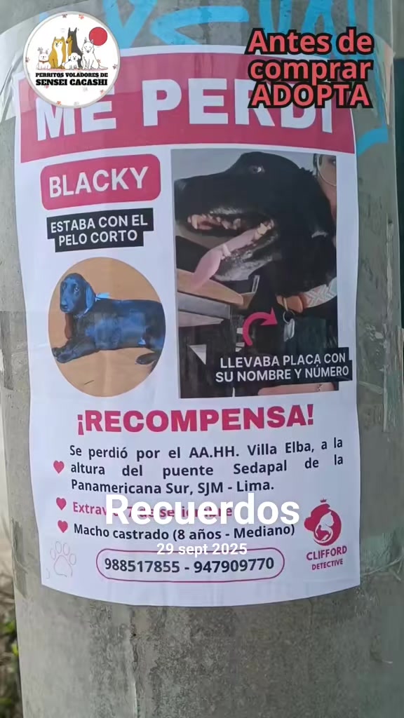 @Perritos Voladores
