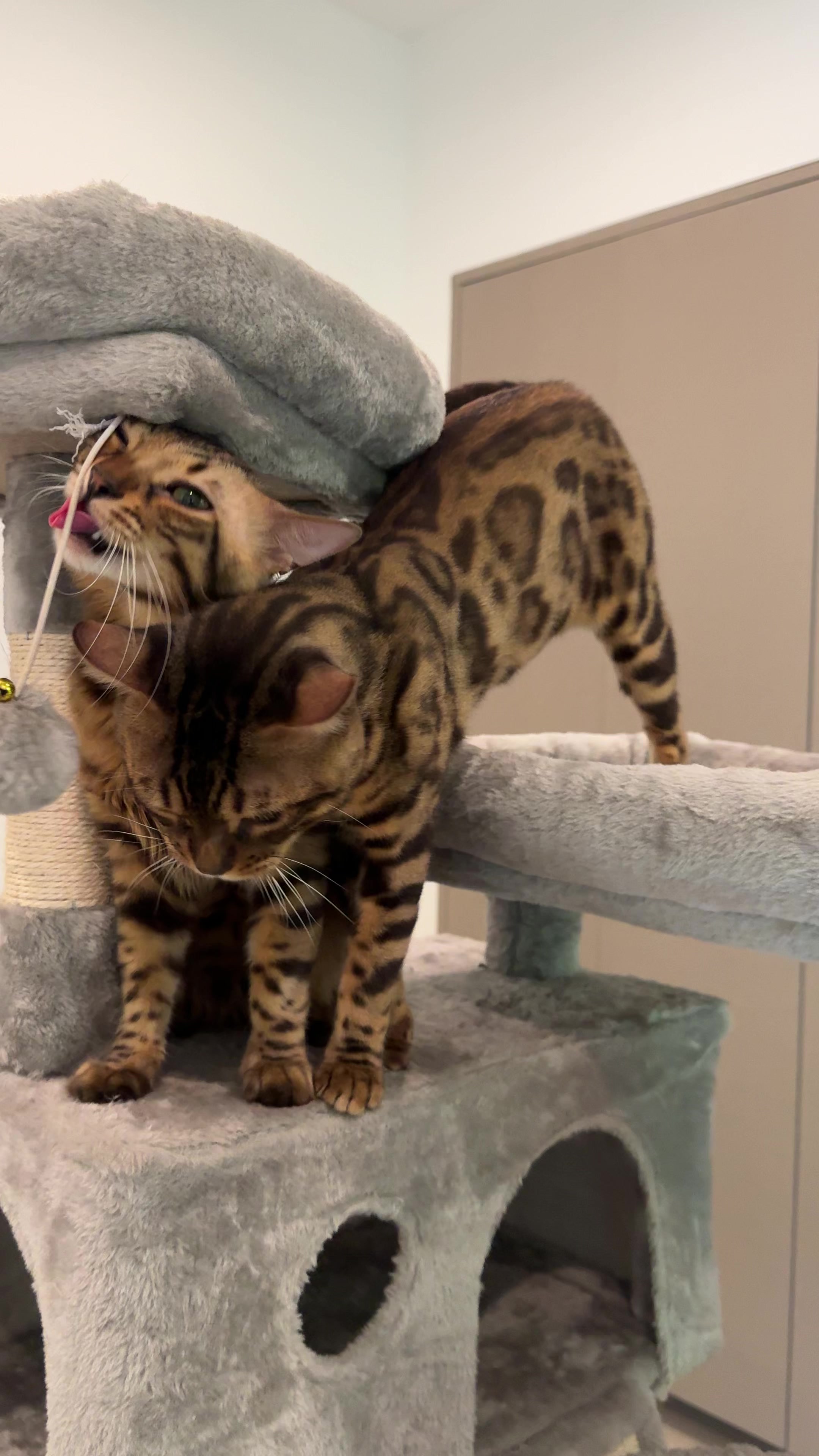 @Bengal Cats