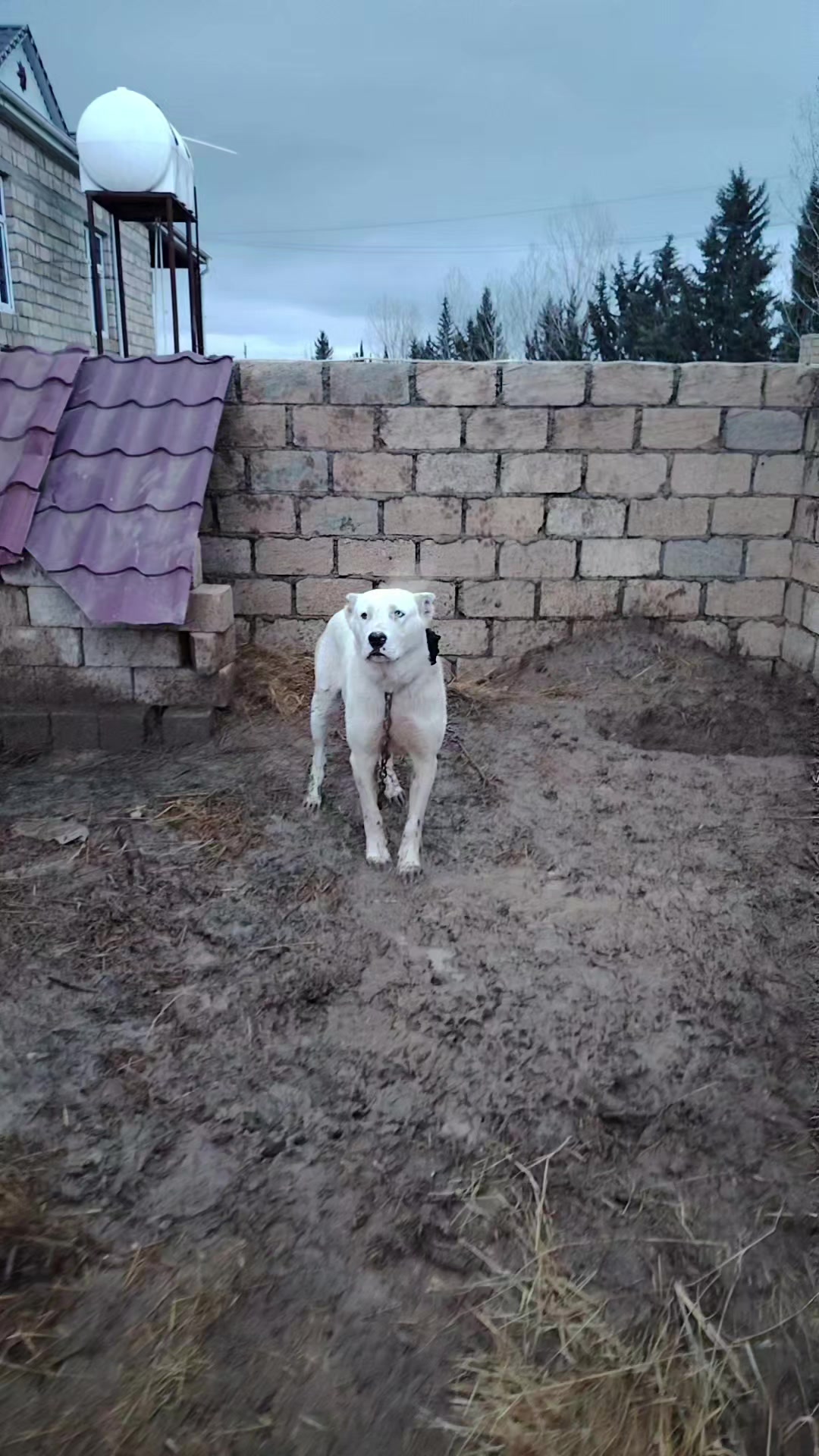 @Pitomnik_ağcabedi_volkadav.Mir
