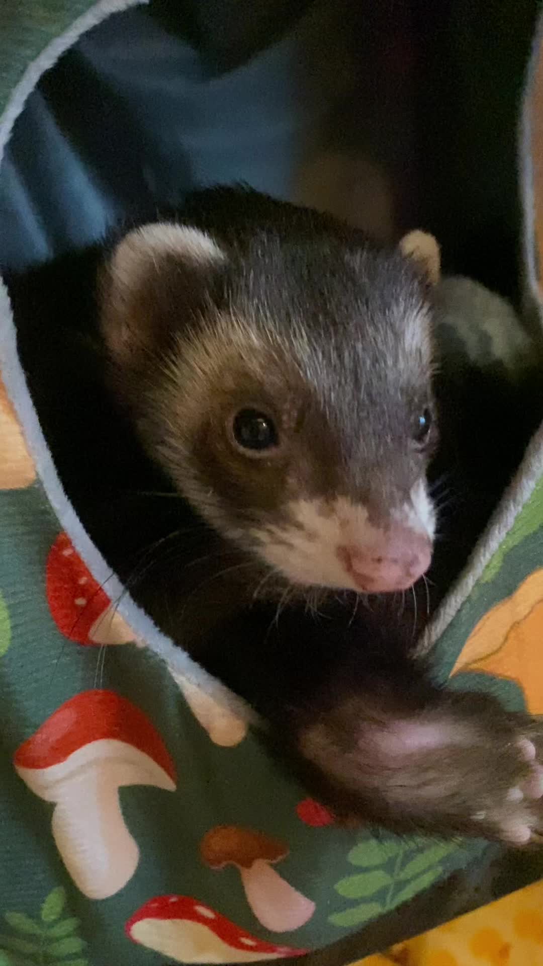 @FerretFiesta