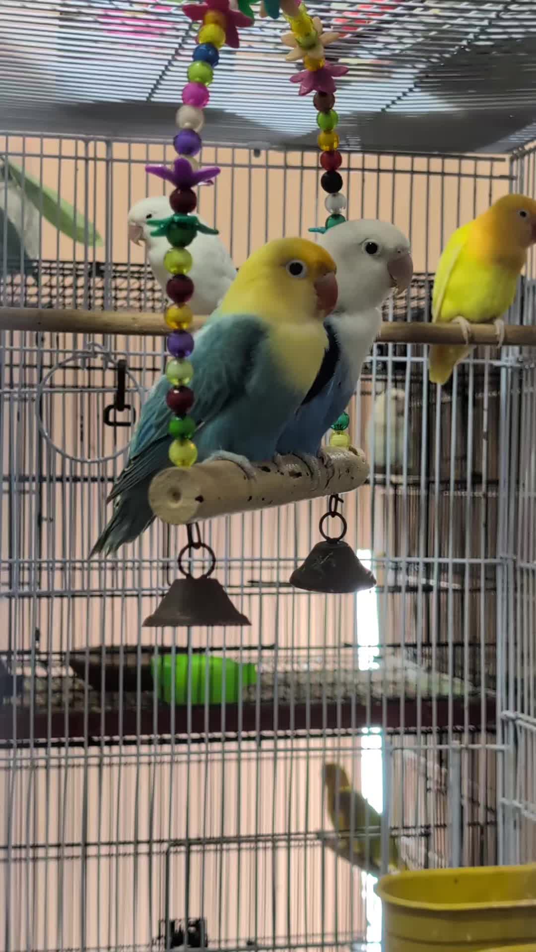 @manhaaviary