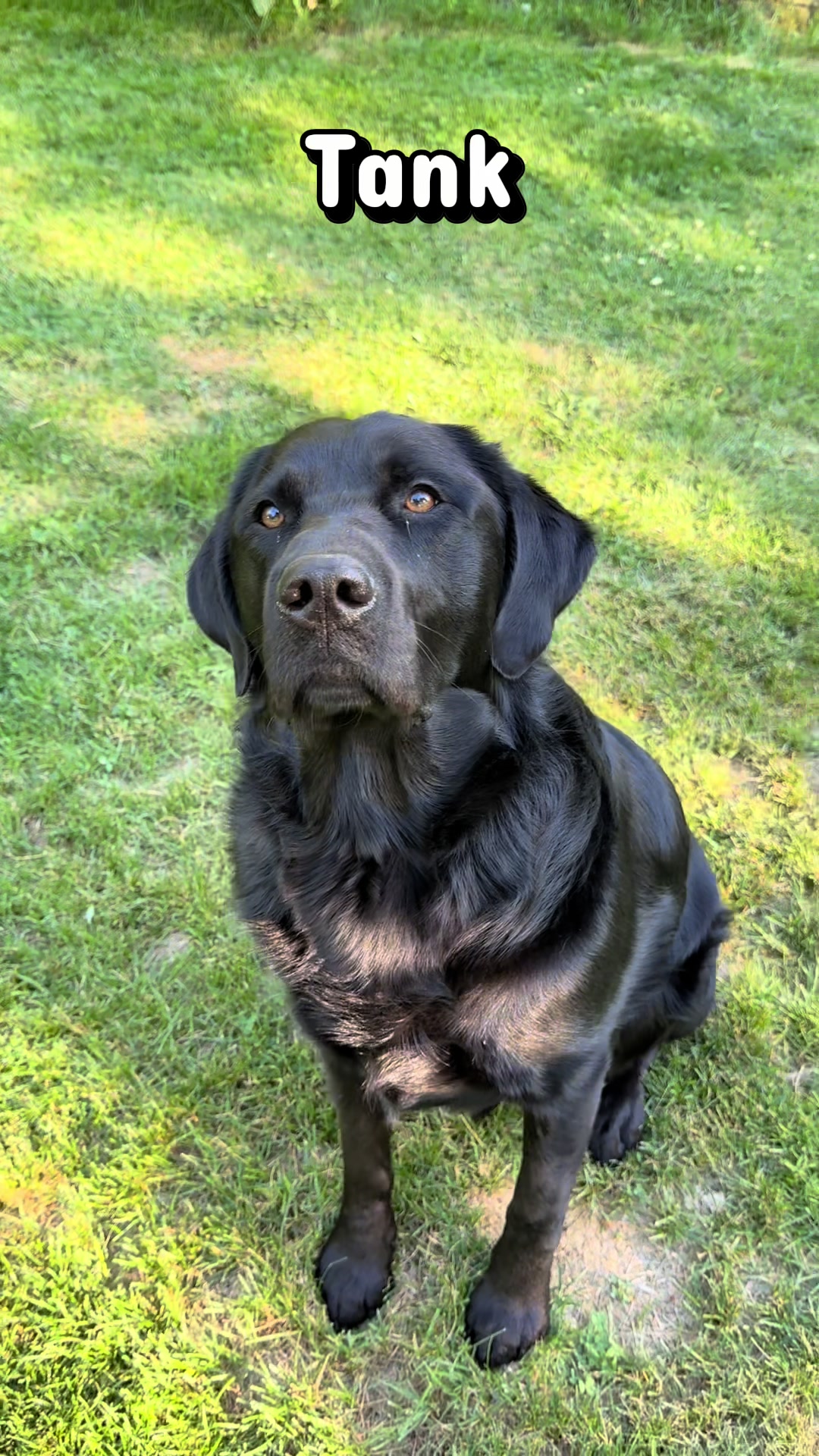 @DennisTheBlackLab