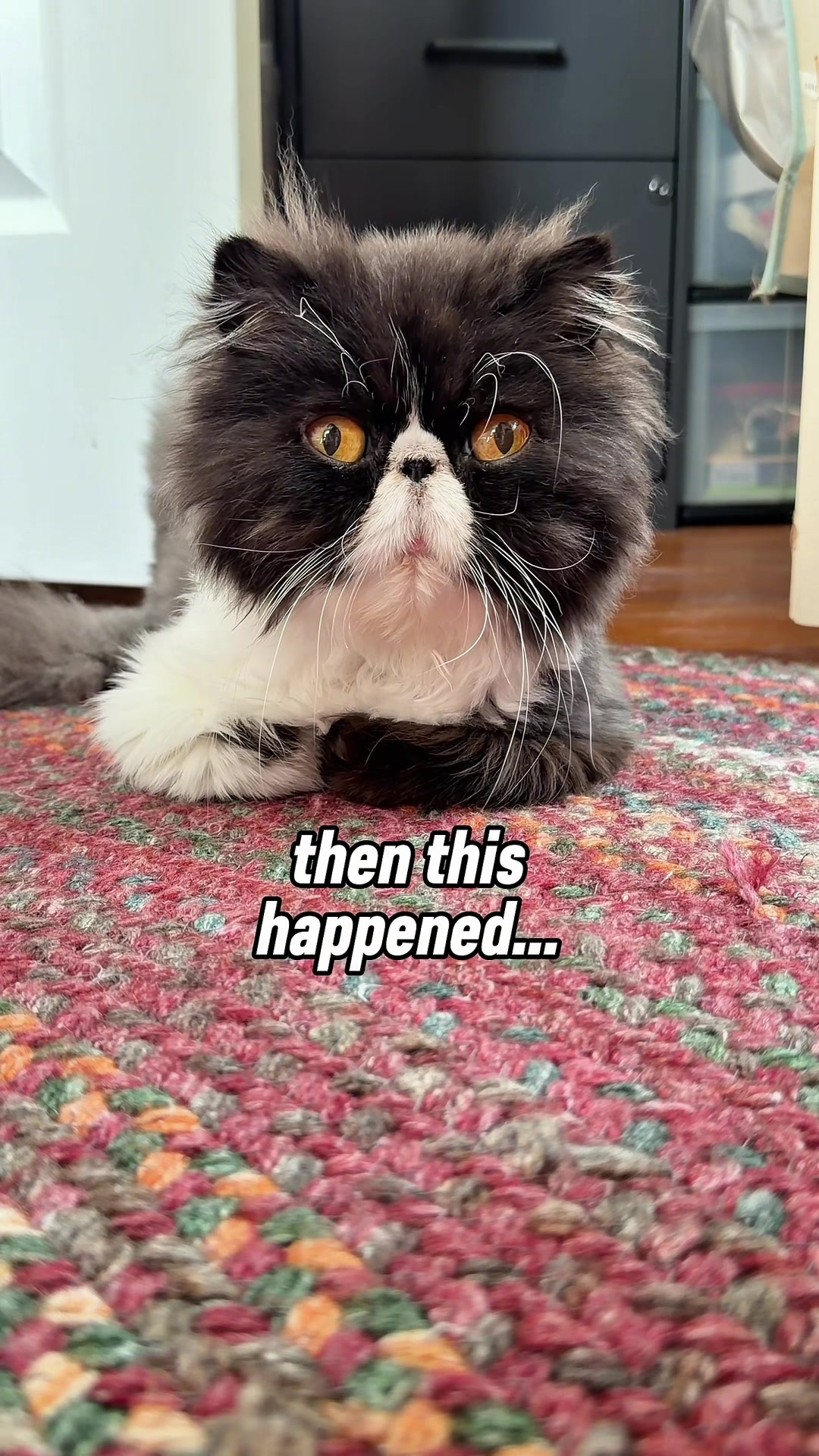 @Walter Bishop The Cat