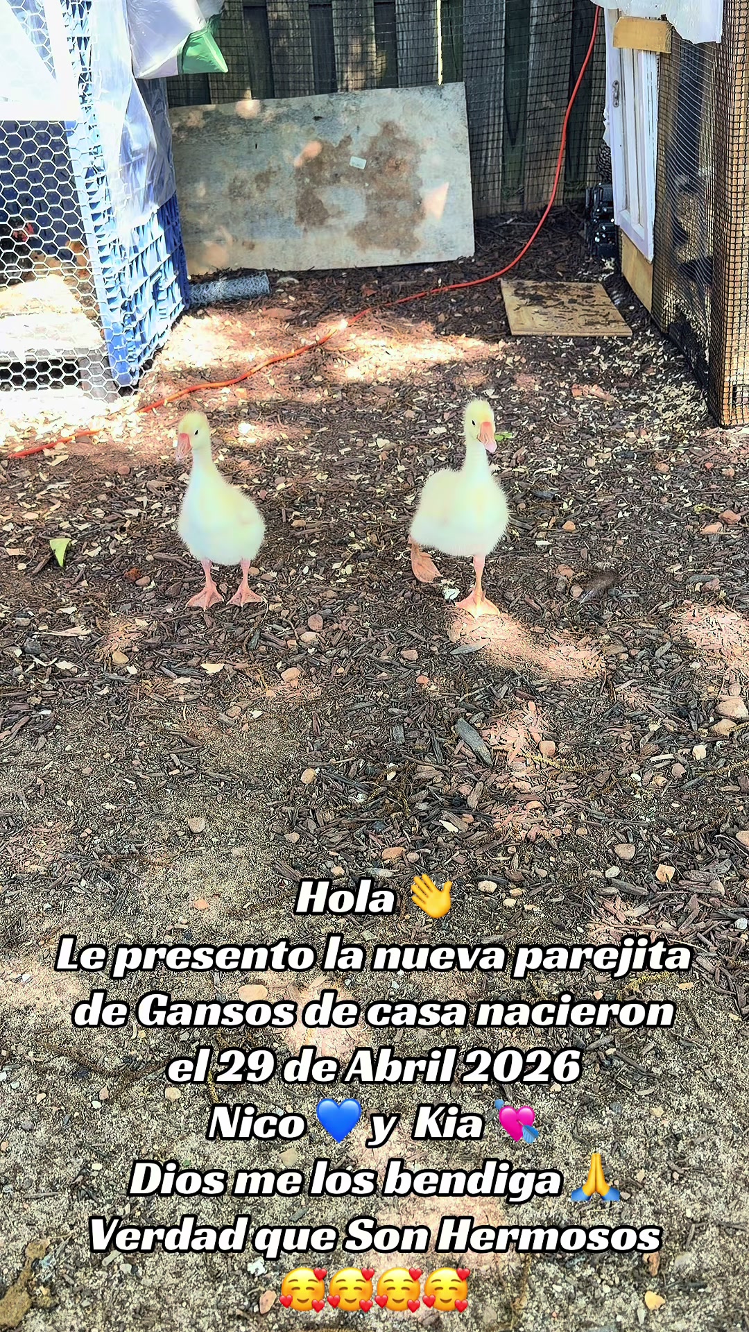 @👉💫🇩🇴Flaquiz🫶🇩🇴🥰🌹💫